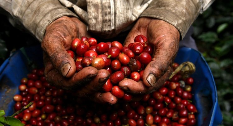 Colombian Organic Sierra Nevada Seynekun Fair Trade Red Coffee Cherries