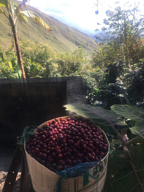 Peru Organic Aprocassi Fair Trade Basket of Coffee Cherry