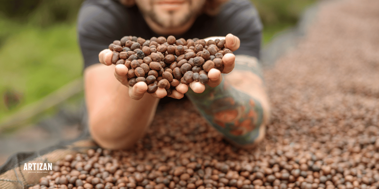 A man holding coffee beans and presenting them to the camera for a photo.