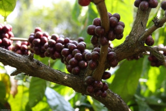 Usda Organic Coffee India Robusta Coffee Cherries