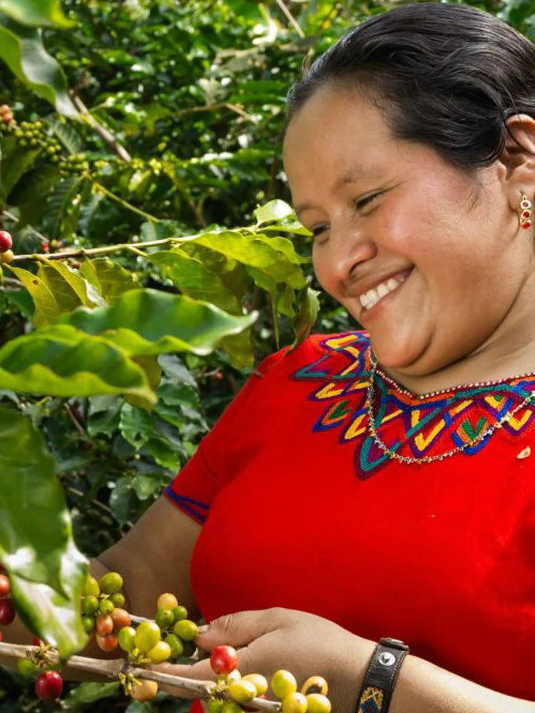woman harvesting coffee cherries