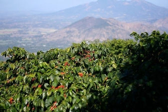 Usda Organic Coffee Natural Robusta Madagascar Cherry Coffee Tree