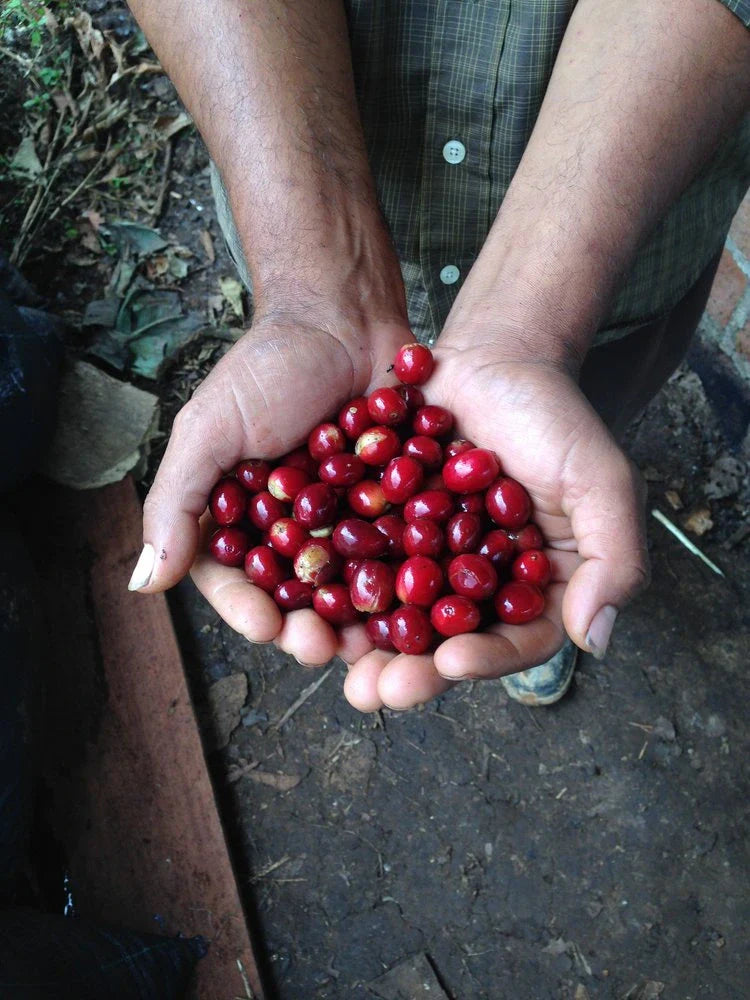 Organic Honduras Decaf - COMSA Royal Select Swiss Water Process Red Coffee Cherries on Hand
