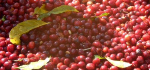 Usda Organic Fair Trade WORKA Yirgacheffe Ethiopia Red Coffee Cherries