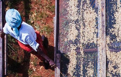 Usda Organic Fair Trade Coffee Tatama Excelso Colombia Drying of Beans