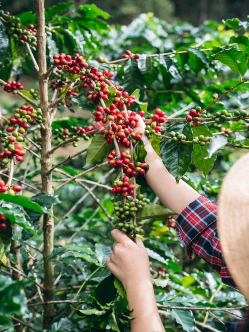 farmer harvesting coffee cherry