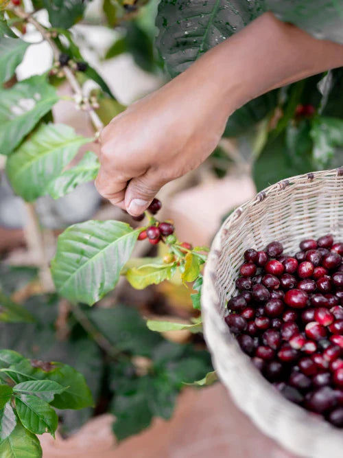 farmer harvest red coffee cherries