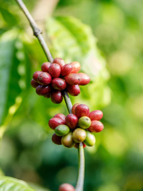 Red Coffee Cherries
