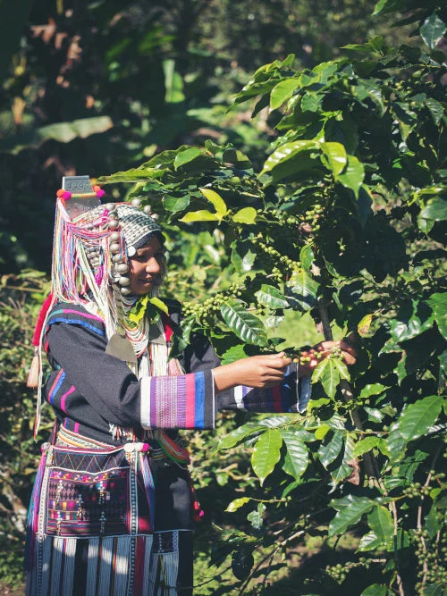 woman hand picking coffee cherries