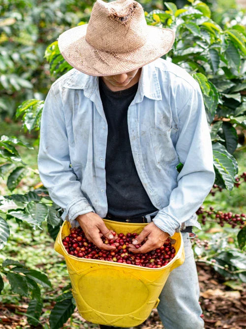 farmer picks coffee cherries