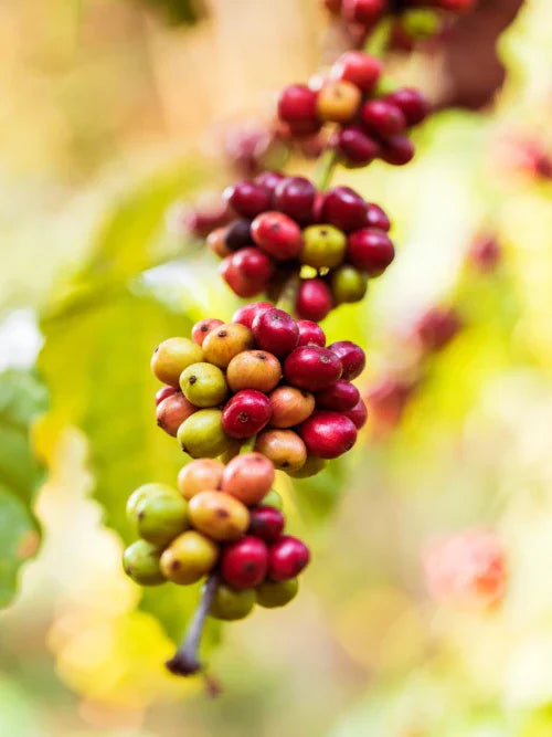 red and green coffee cherries