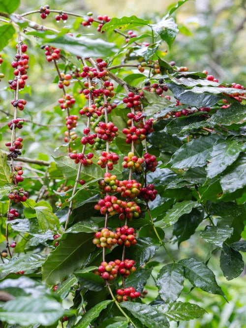 coffee plant red cherries