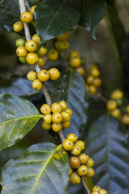 Green Coffee Cherries