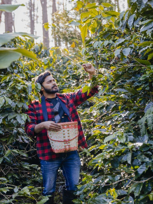 Man picking coffee cherries