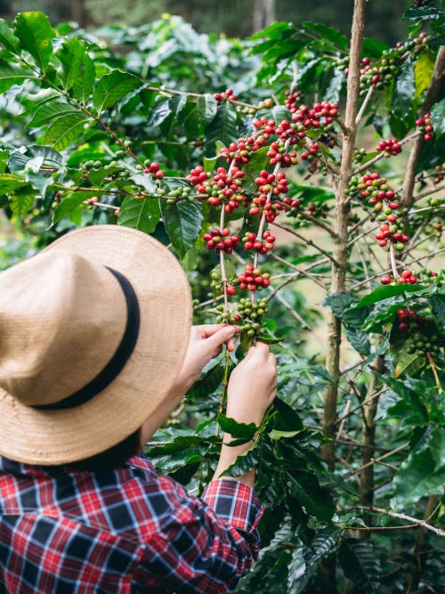 man harvesting coffee cherries