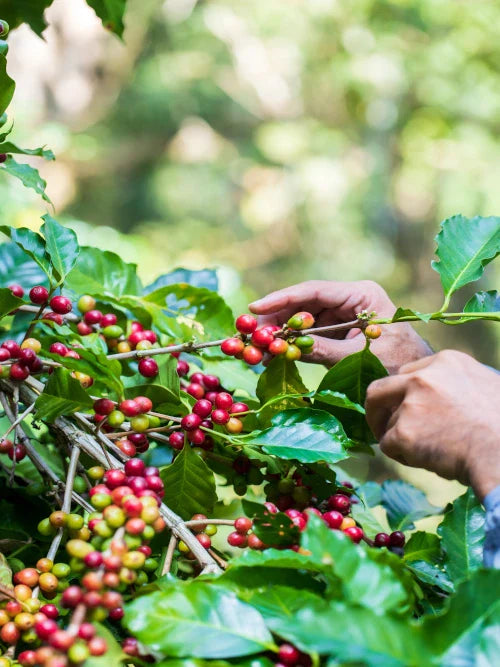 farmer picking coffee cherries