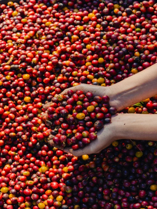 red coffee cherries on hand