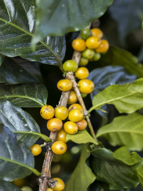 green coffee cherries