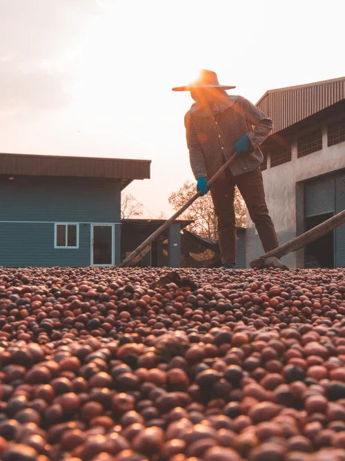 coffee beans drying in the sun
