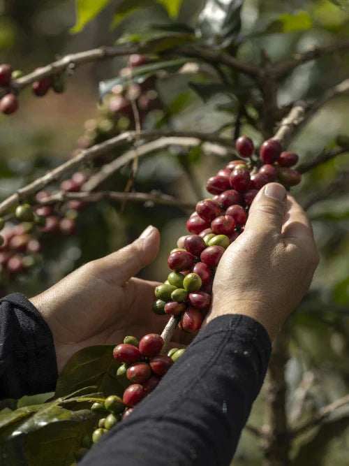 farmer harvesting coffee cherries