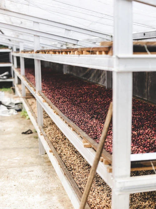 coffee process with sunlight