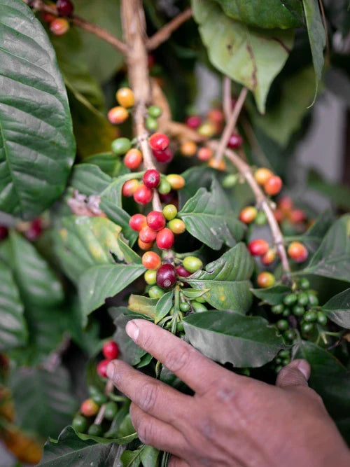 farmer checks for coffee cherries