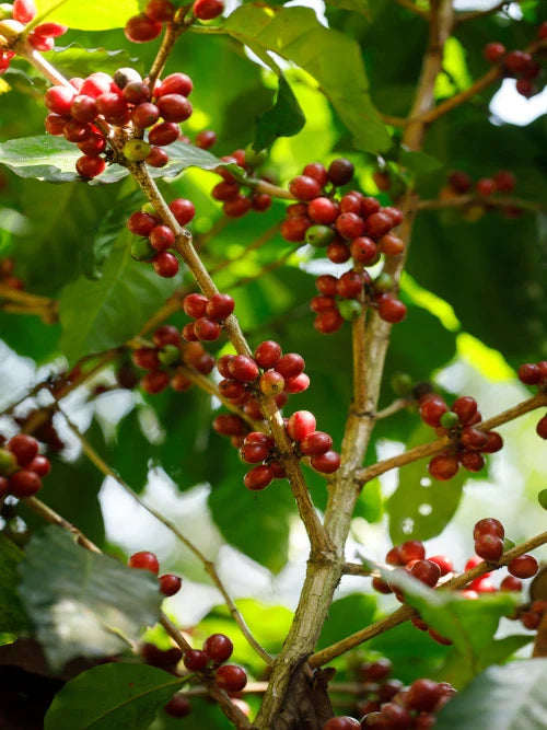 red coffee cherries