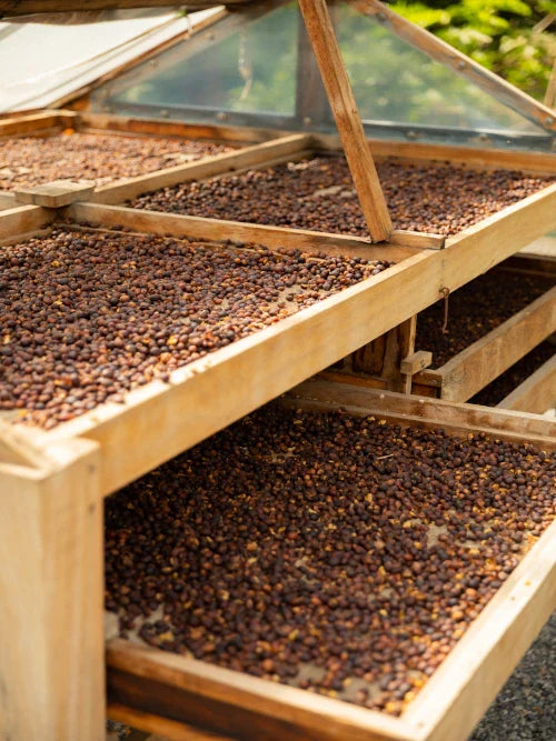 coffee beans drying in wooden crates
