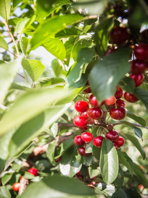 red coffee cherries