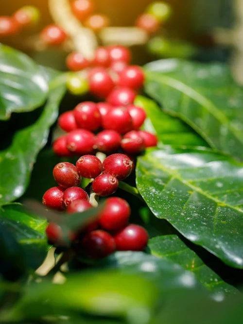 ripe coffee beans