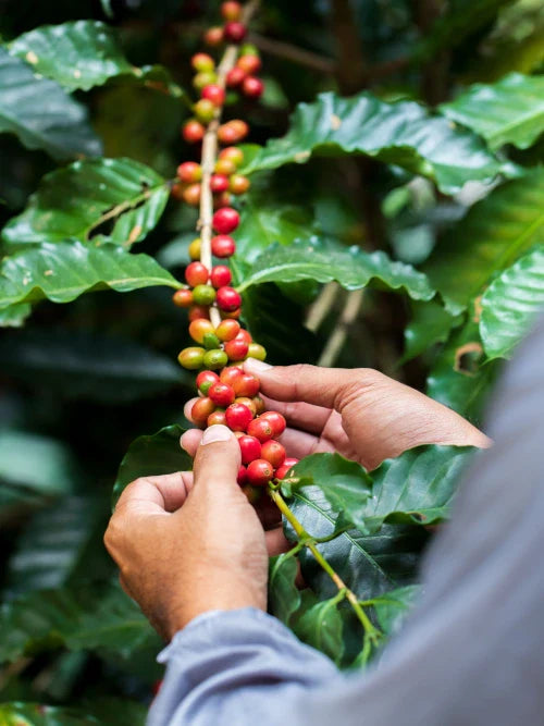 farmer harvesting coffee cherry