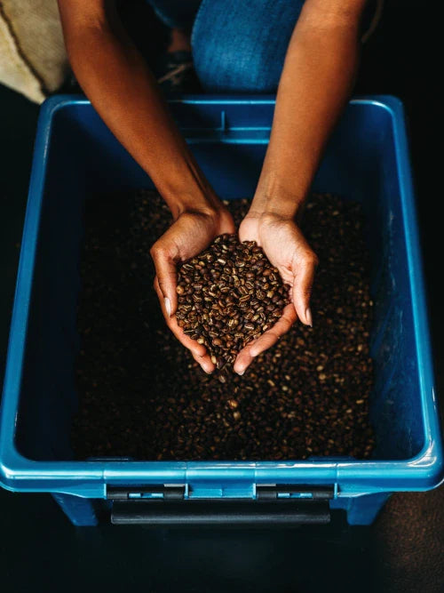high view angle of woman hands holding coffee beans above container