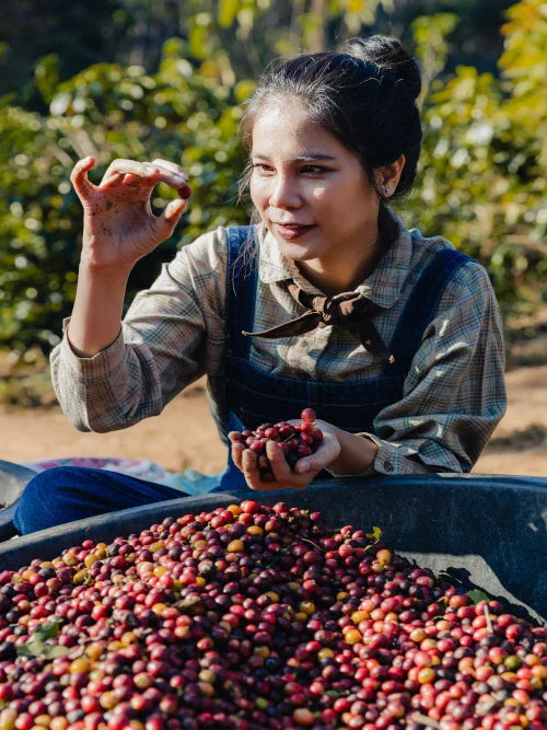 woman holding red cherry coffee bean
