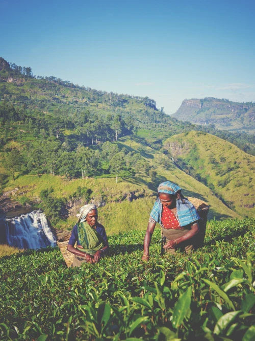 women picking coffee cherries