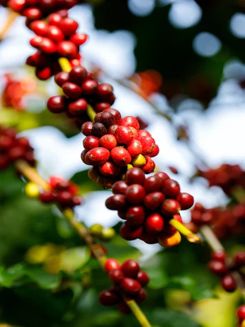 red coffee cherries ripe on tree