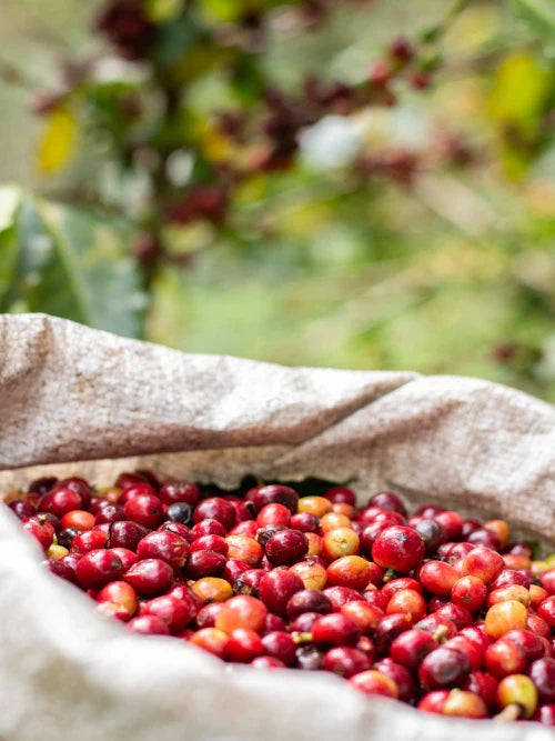 sack full of ripe, bright red, freshly picked coffee beans