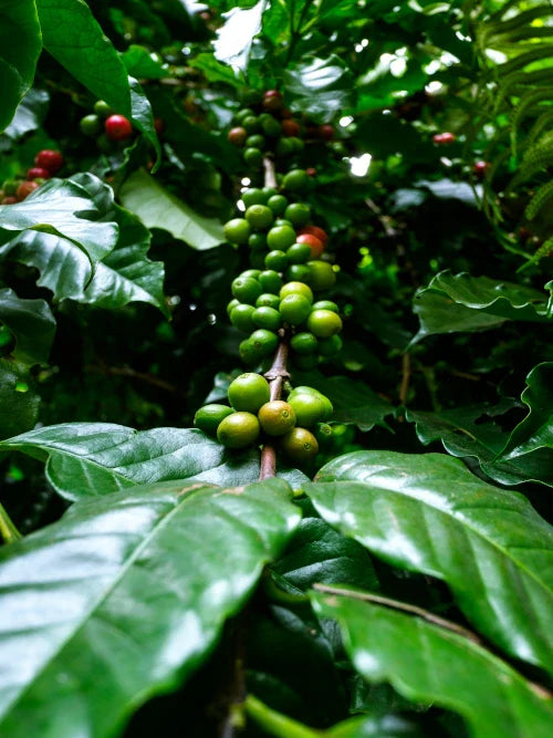 ripen coffee fruits on branch ready to harvest