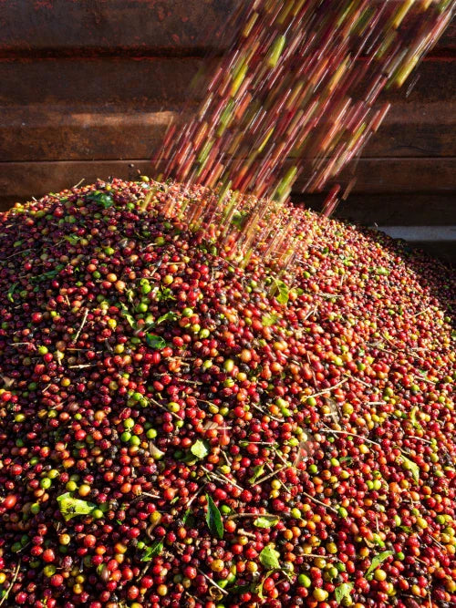 green and red coffee cherries
