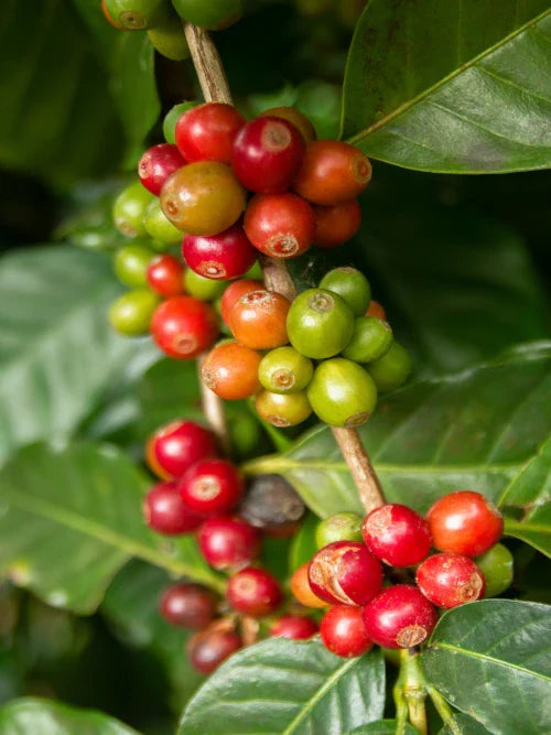red and green coffee berries on a branch