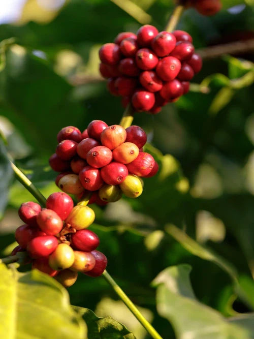 red coffee cherries ripening on the tree