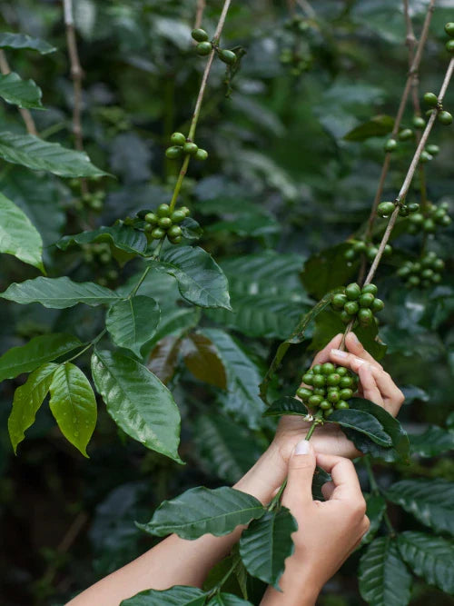 green coffee fruits in woman hands