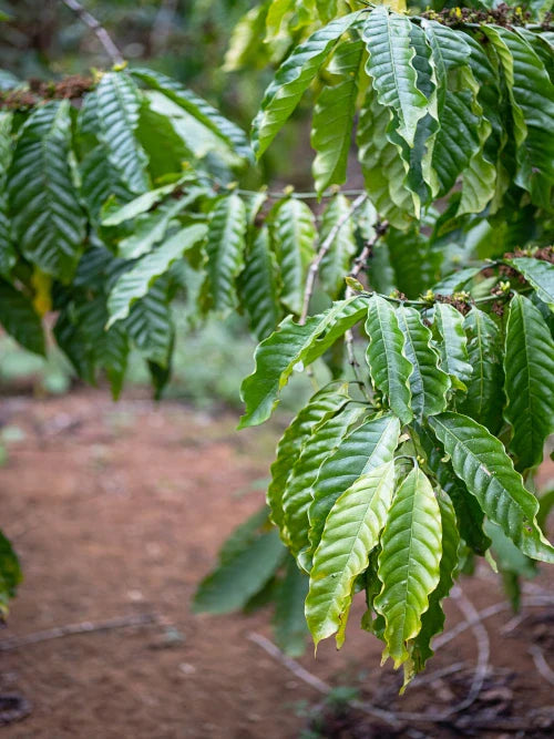 Coffee trees plantation. Organic coffee growing in tropical garden