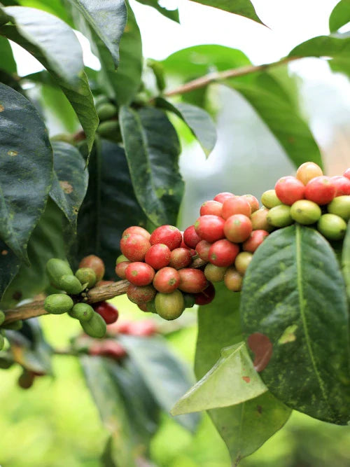 coffee green cherries