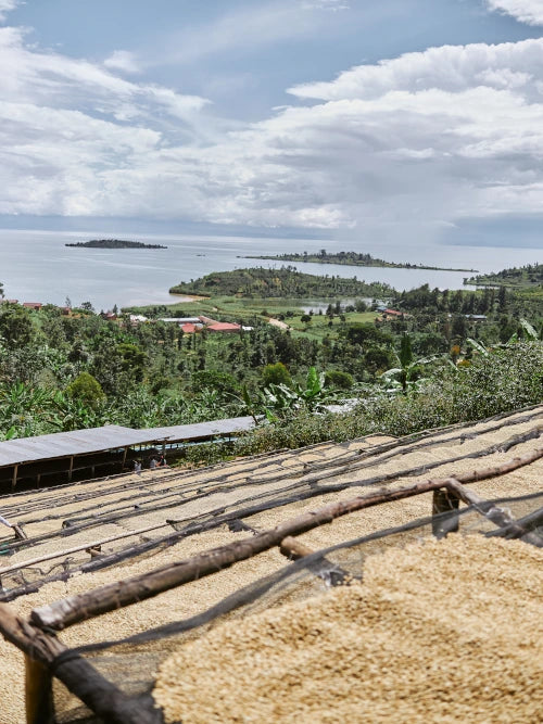 natural drying process of coffee beans