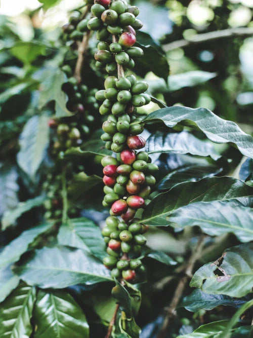 coffee cherries