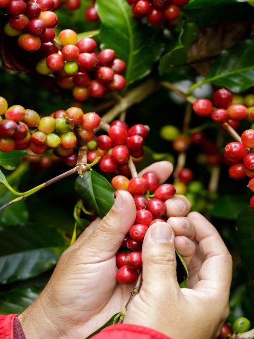 harvesting coffee berries