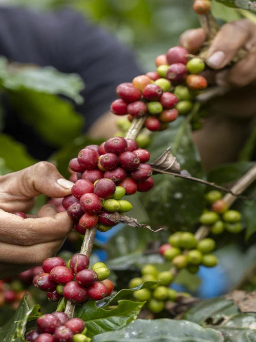 ripe coffee cherries on the tree