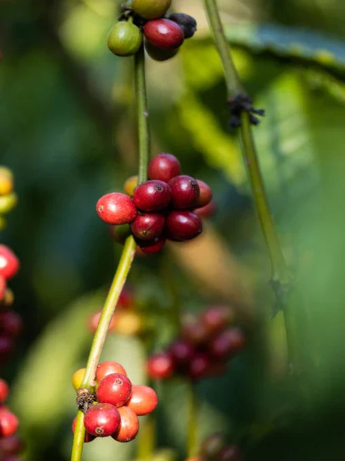 ripe coffee cherries on the tree