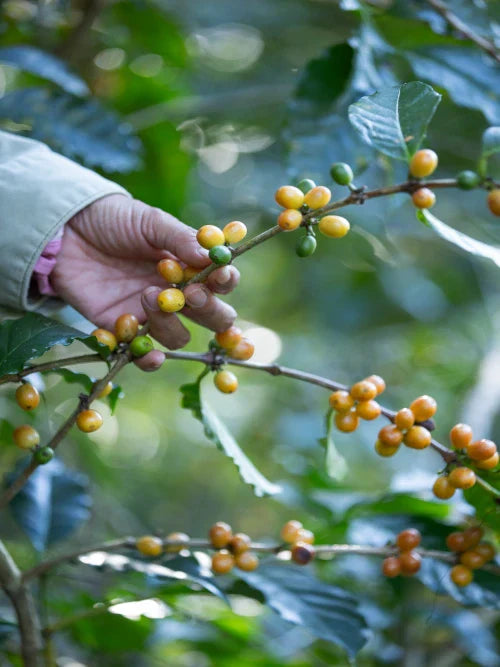 farmer picking coffee cherries