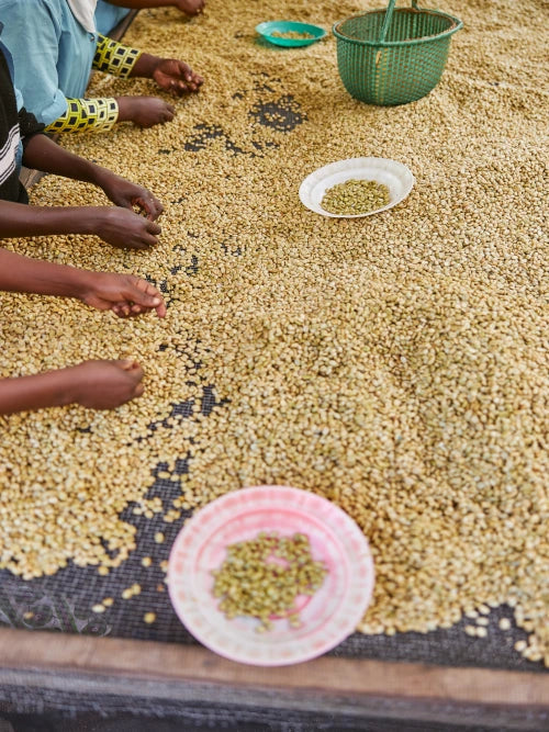 picking out fresh coffee beans